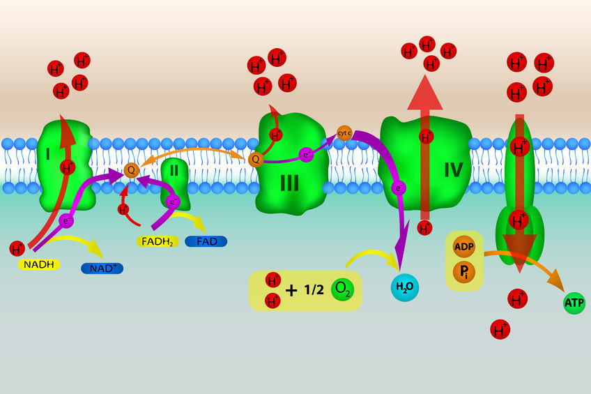 24529678 - illustration of electron transport chain with oxidative phosphorylation